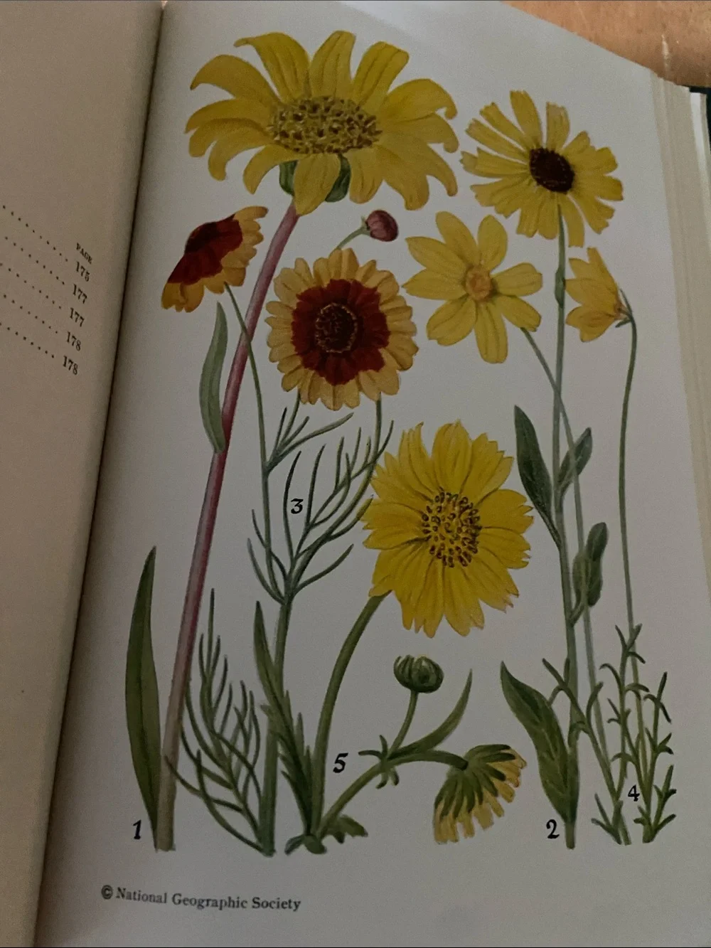 Flowers West Coast Botanical Book flower floral wildflower wildflowers plants hc